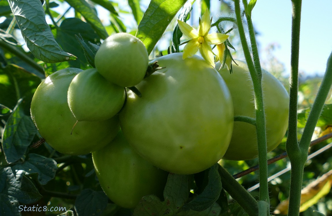 Green tomatoes growing on the vine, with a tomato blossom catching the sunlight