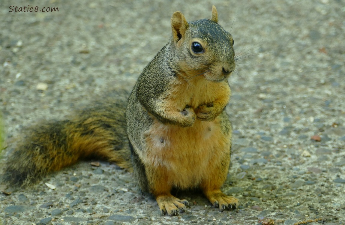 Squirrel standing up on the sidewalk