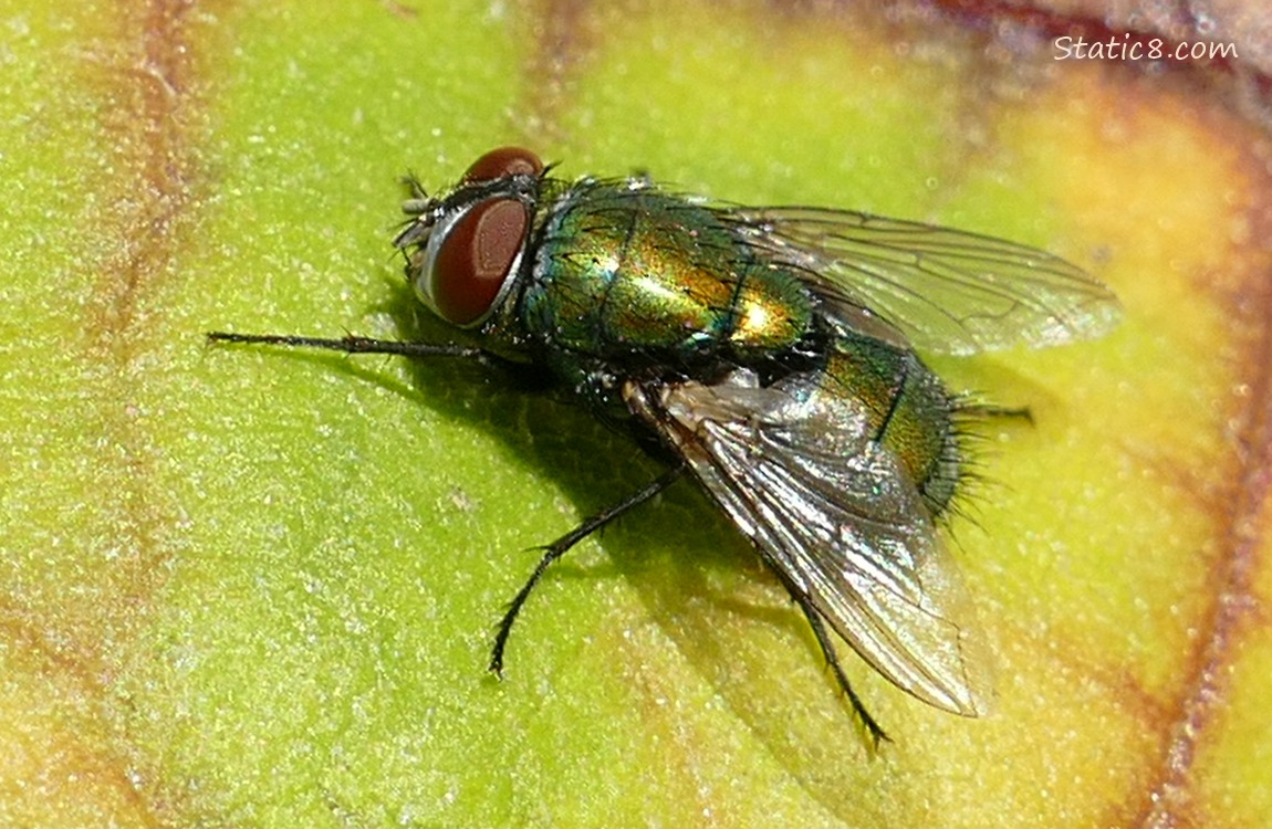 House Fly standing on a leaf