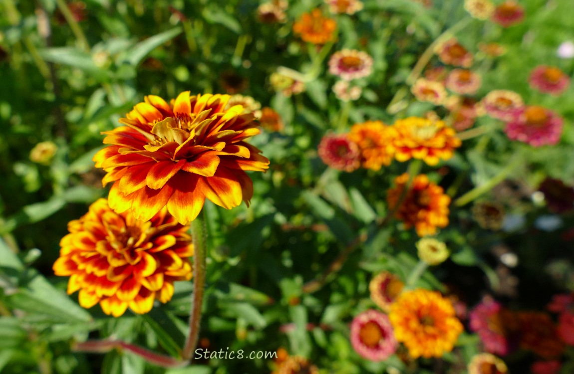 Marigolds with other flowers in the background
