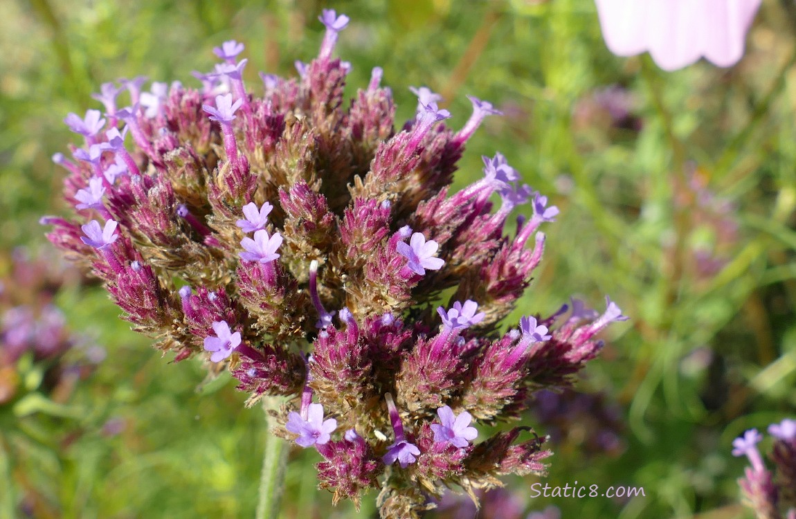 purple flower cluster
