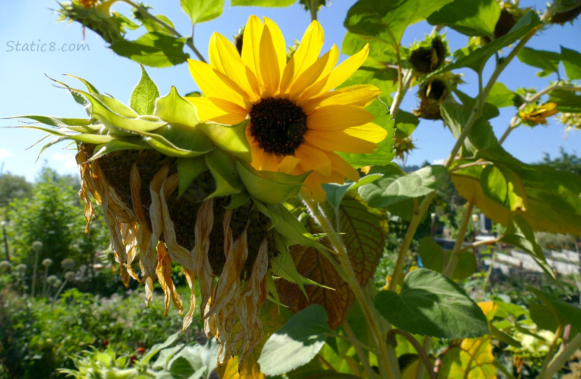 Sunflower bloom with garden in the background
