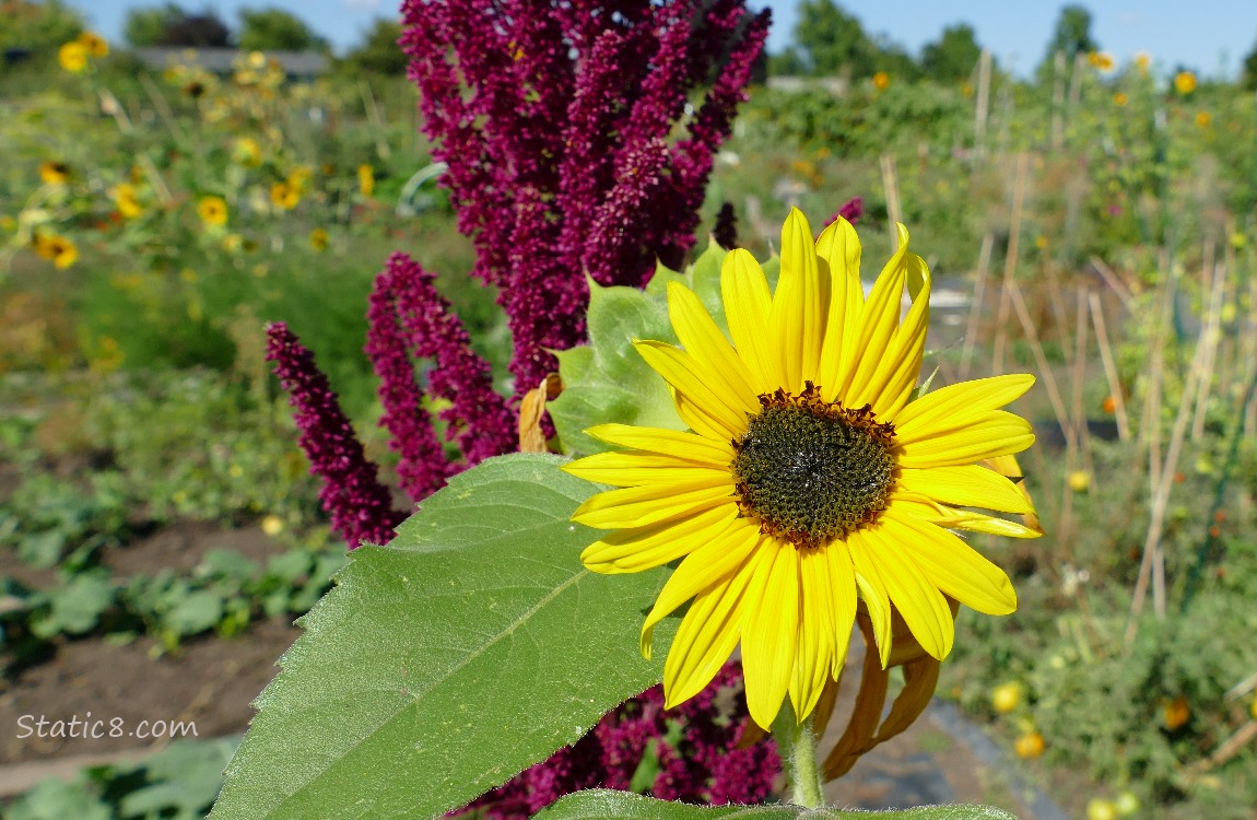 Sunflower with Red Amaranth