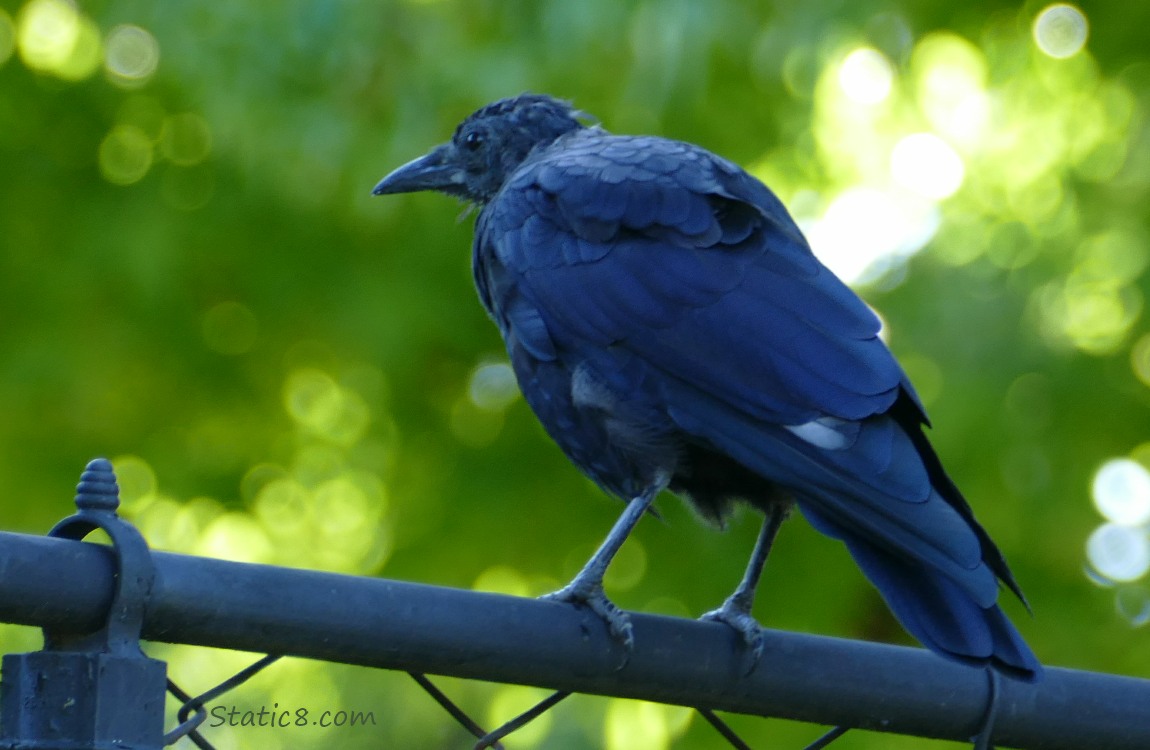 Crow standing on a fence