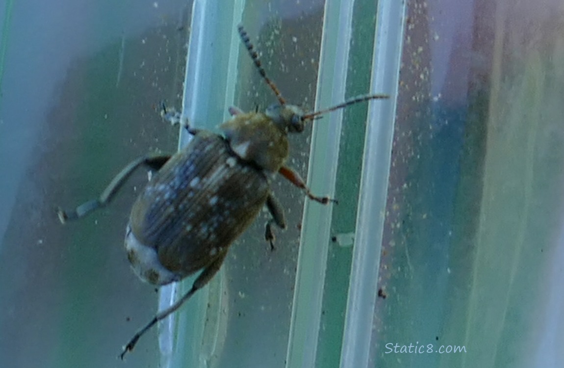 Fava Weevil standing on a plastic bag