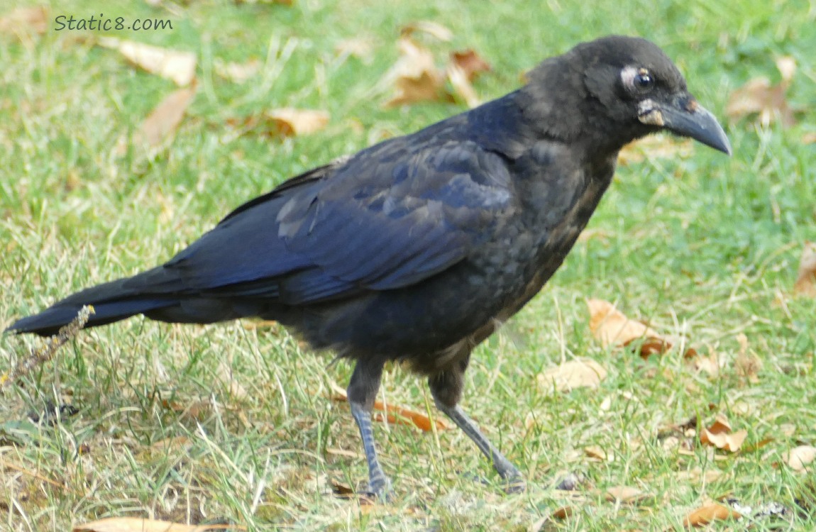 Crow walking in the grass with pink skin at their eye and mouth