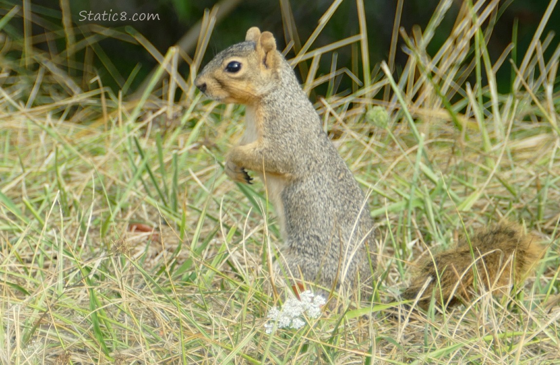 Eastern Fox Squirrel standing in the grass