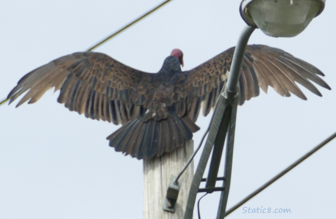 The back of a Turkey Vulture in sun worship on a pole