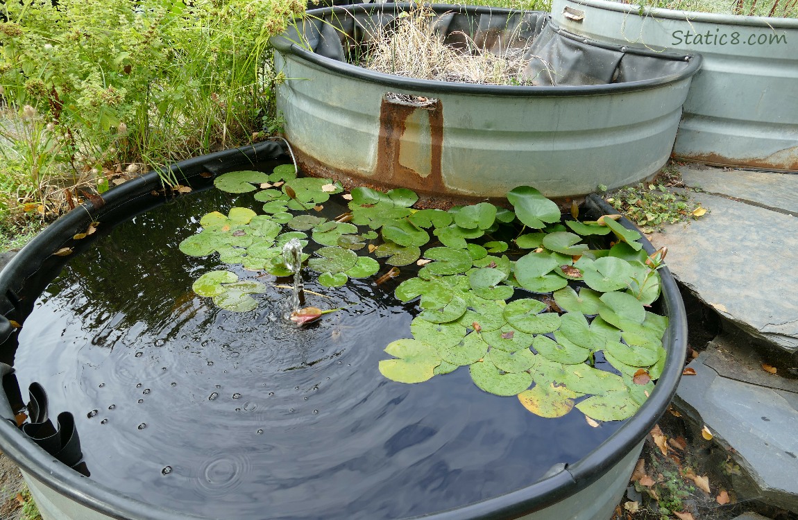 Water Lilies in a artificial pond
