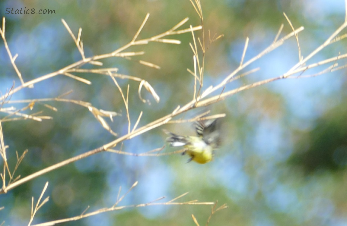 blurry Lesser Goldfinch flying away from the perch