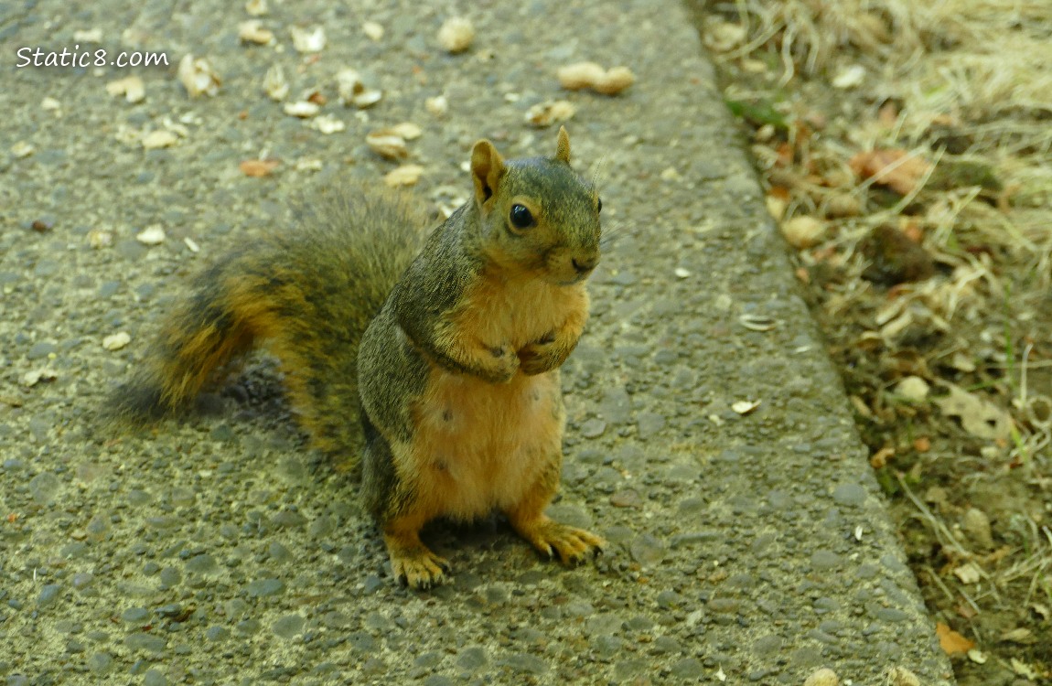 Eastern Fox Squirrel standing on the sidewalk