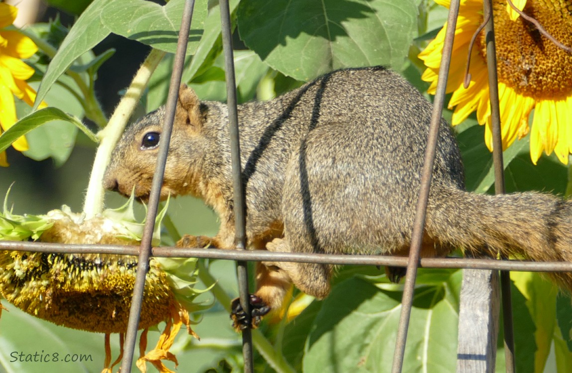 Eastern Fox Squirrel in a wire trellis, surrounded by sunflower blooms