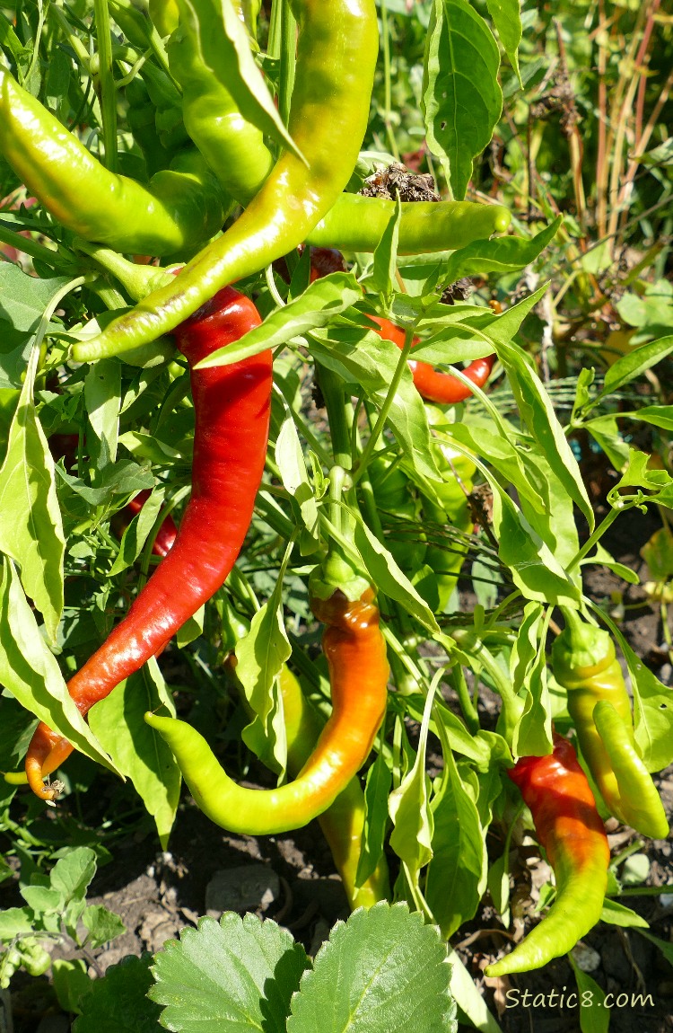 Red and green peppers ripening on the plant