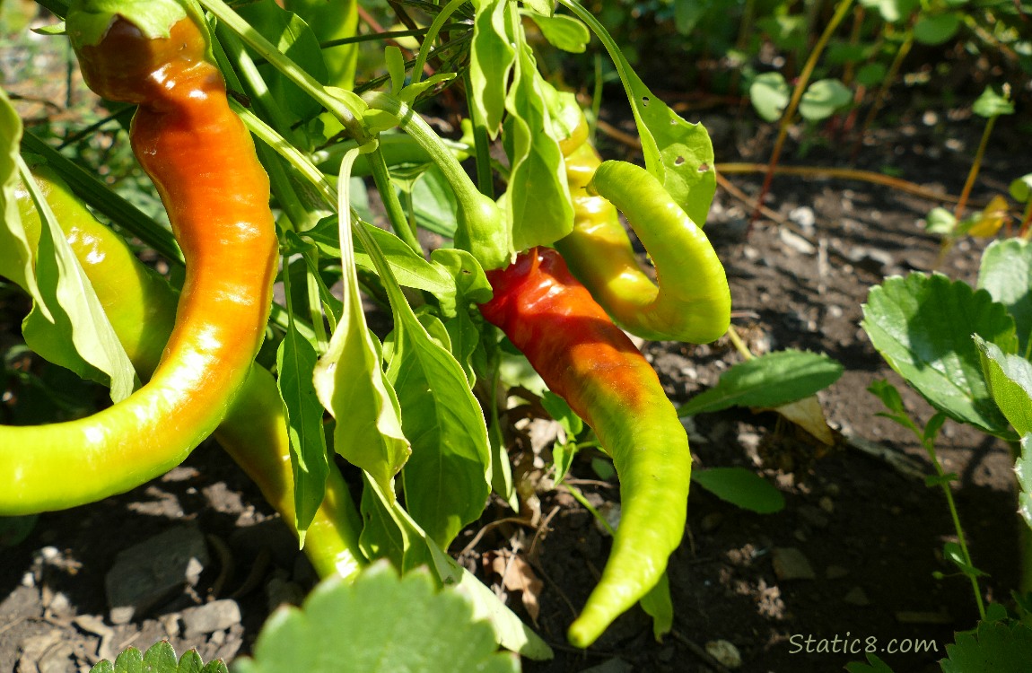 Red and green peppers ripening on the plant