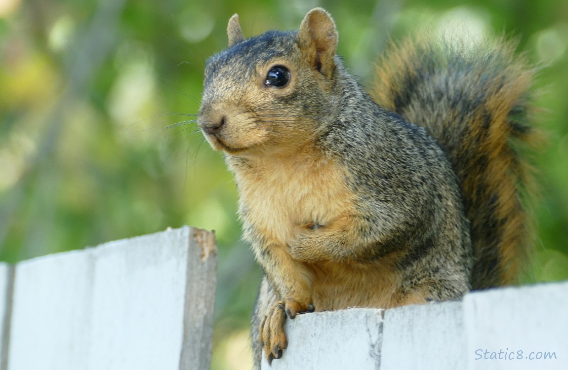Eastern Fox Squirrel standing on a wood fence
