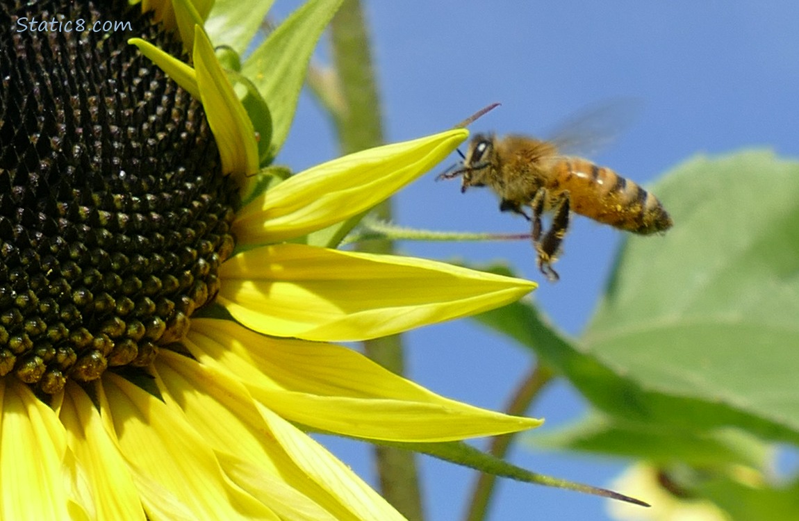 European Honey Bee flying next to a sunflower bloom