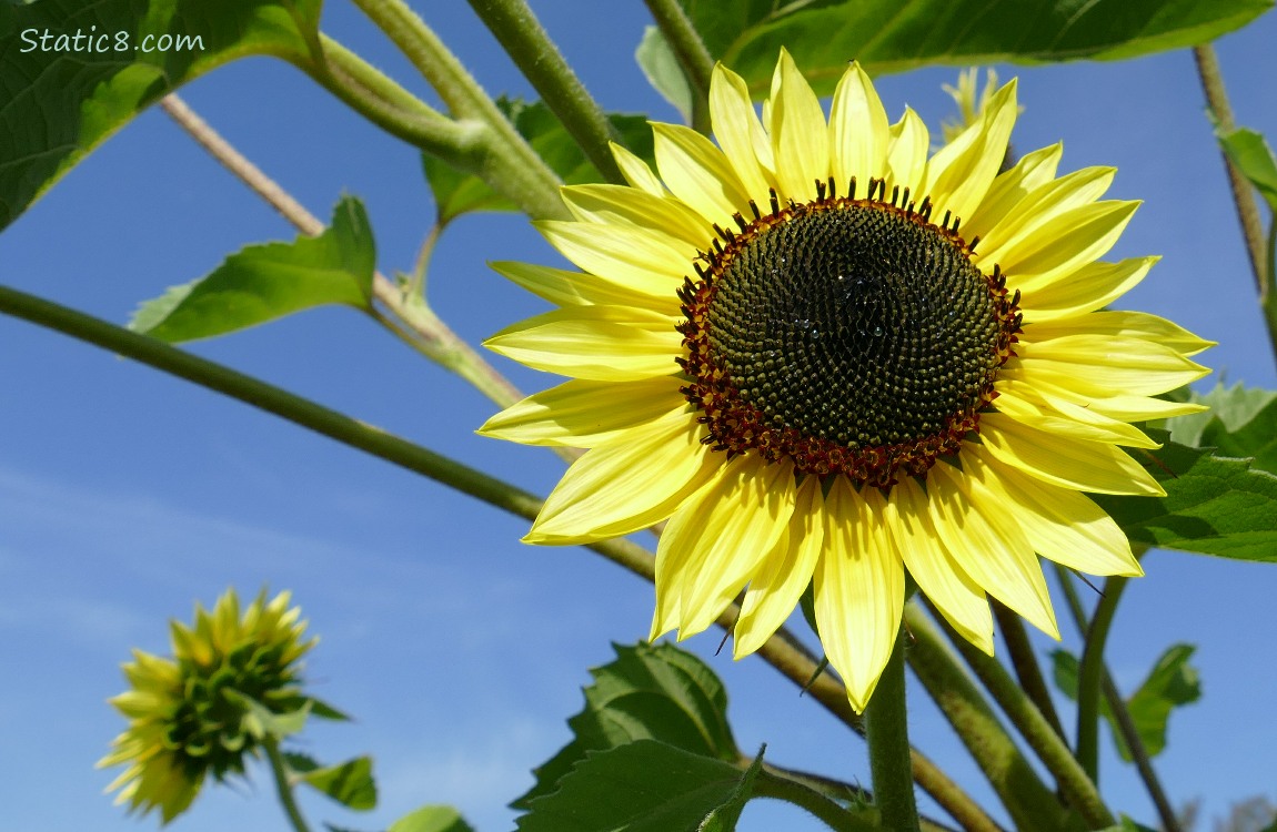 Sunflower bloom in front of blue sky