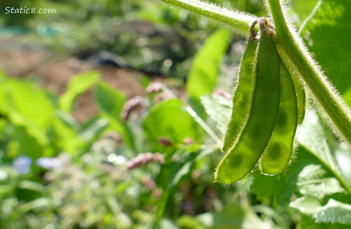 Soybean pod hanging on the plant