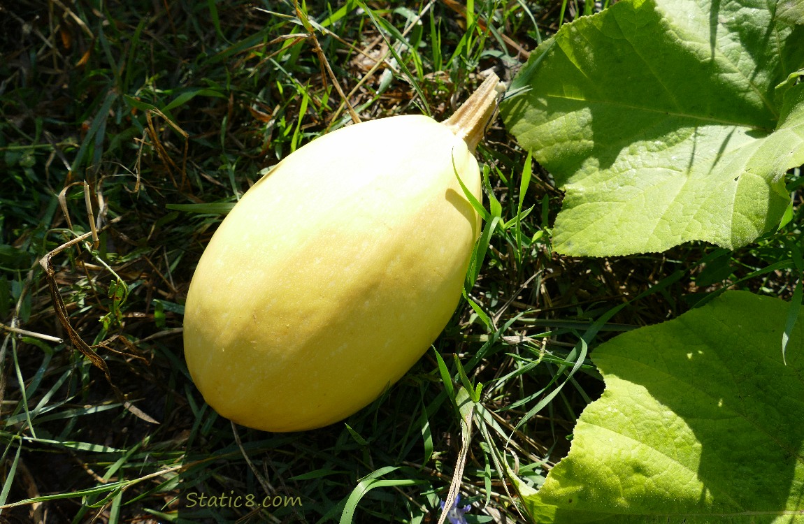 Spaghetti Squash picked from the vine, laying in the grass