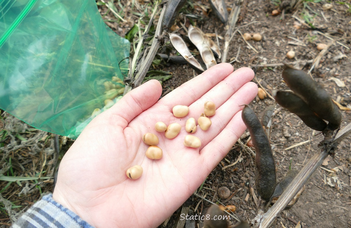 Hand holding Fava Beans, spent pods on the ground, on the side, a ziplock holding Fava beans