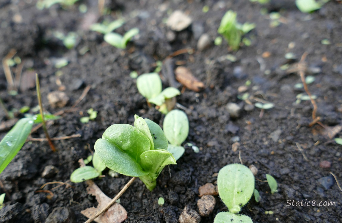 seedlings coming up in the dirt