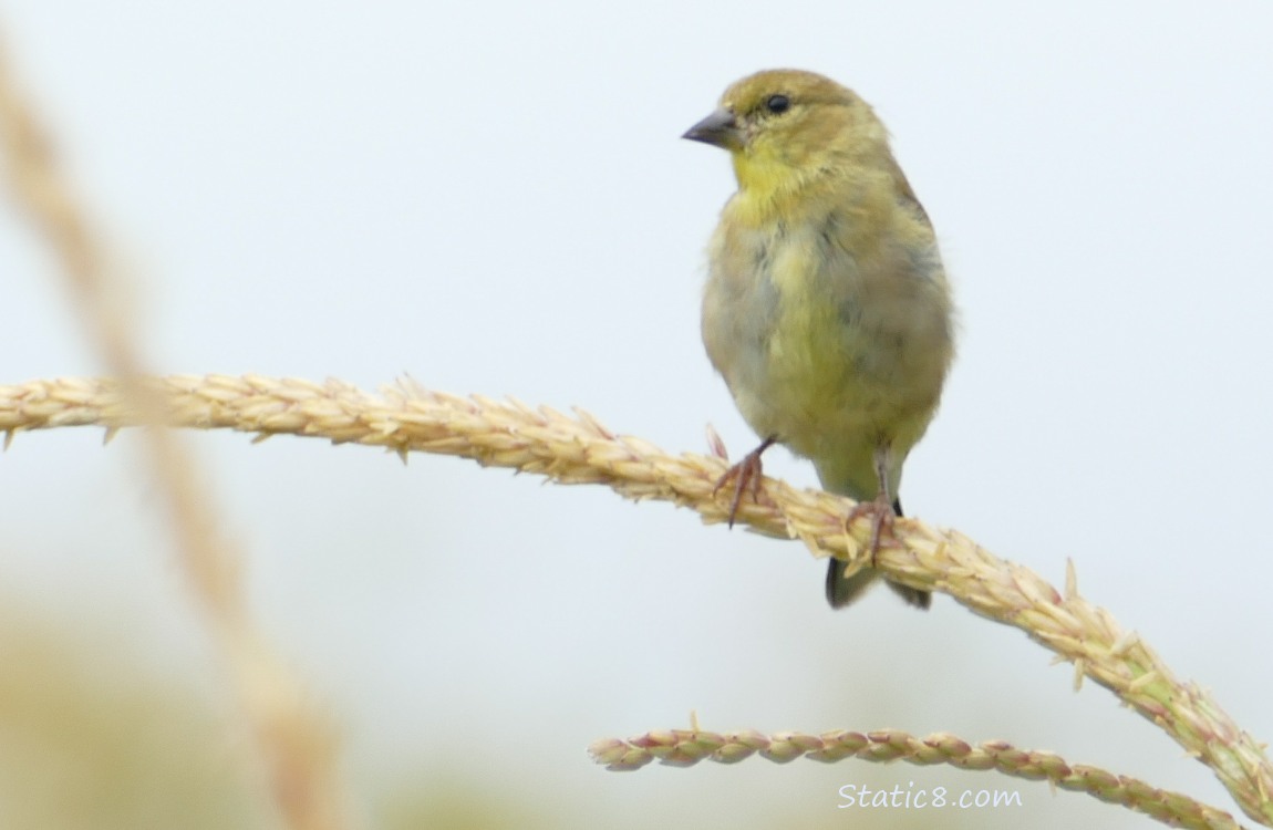 Lesser Goldfinch standing on a corn spikelet