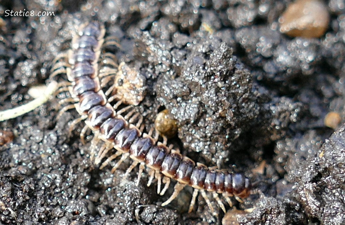 Millipede walking on dirt