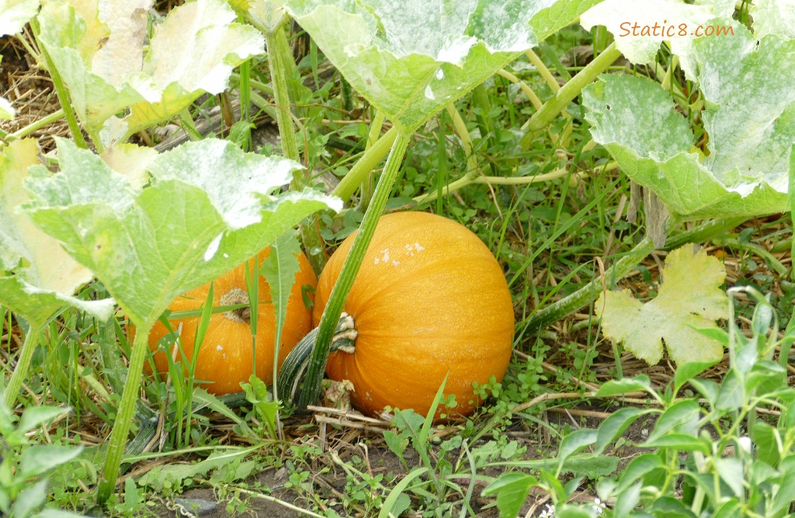 Small Pumpkins growing on the vine