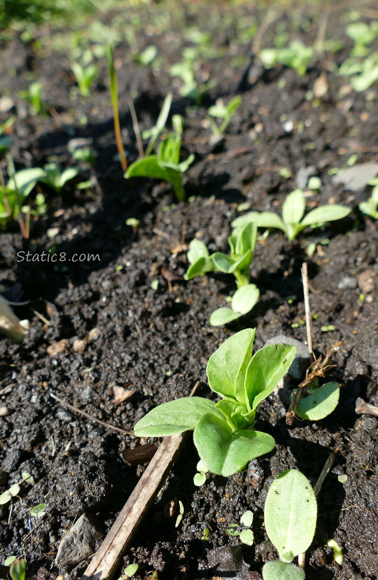 Fava seedlings springing from the dirt