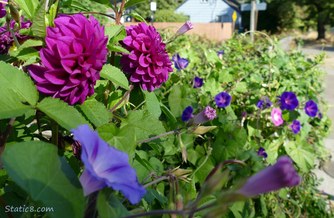 Red violet Dahlias and blue Morning Glories