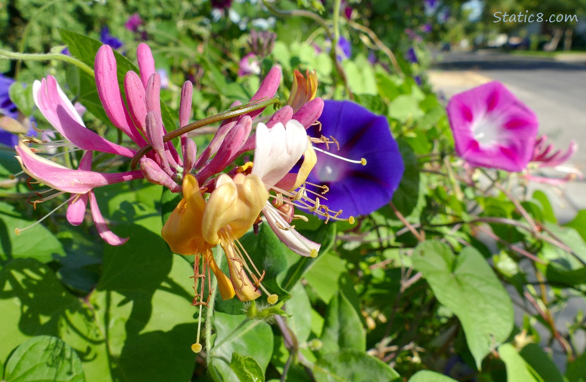 Honeysuckle with Purple and Pink Morning Glories