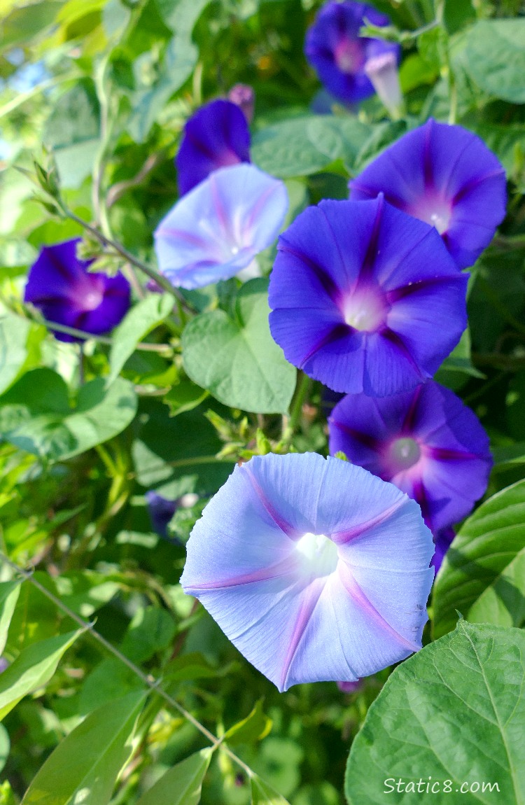 Purple and light blue Morning Glory blooms