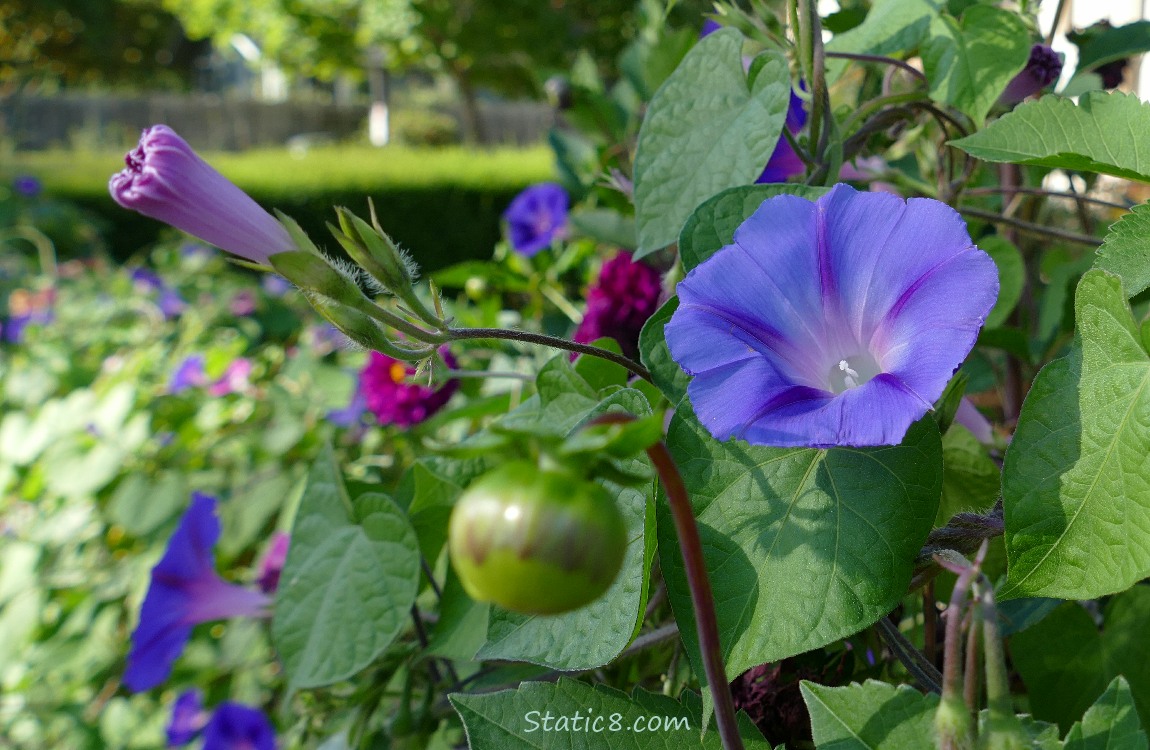 Blue Morning Glory bloom with leaves and other blooms