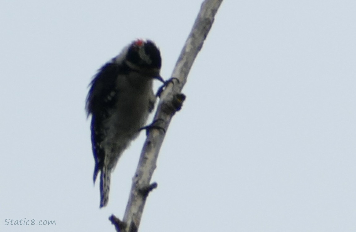 Downy Woodpecker standing on a stick, looking closely at the stick