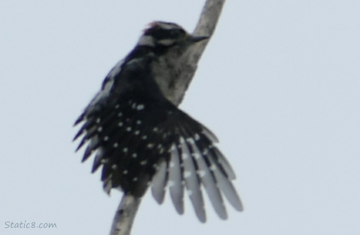 Downy Woodpecker standing on a stick, stretching his wing