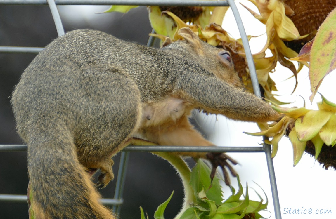 Squirrel standing on a wire trellis, reaching for a sunflower head
