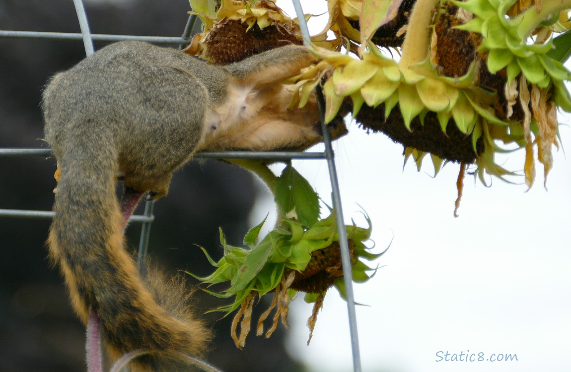 Squirrel standing on a wire trellis, reaches around for a sunflower head