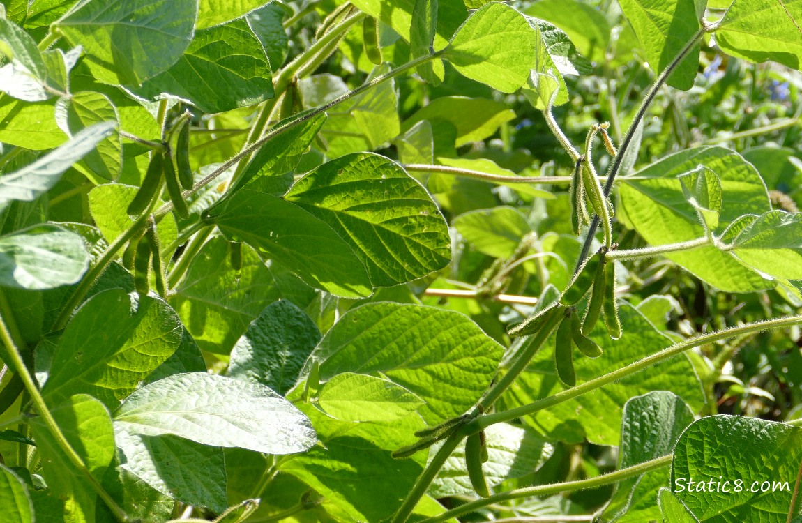 Soybean pods hanging from the plants