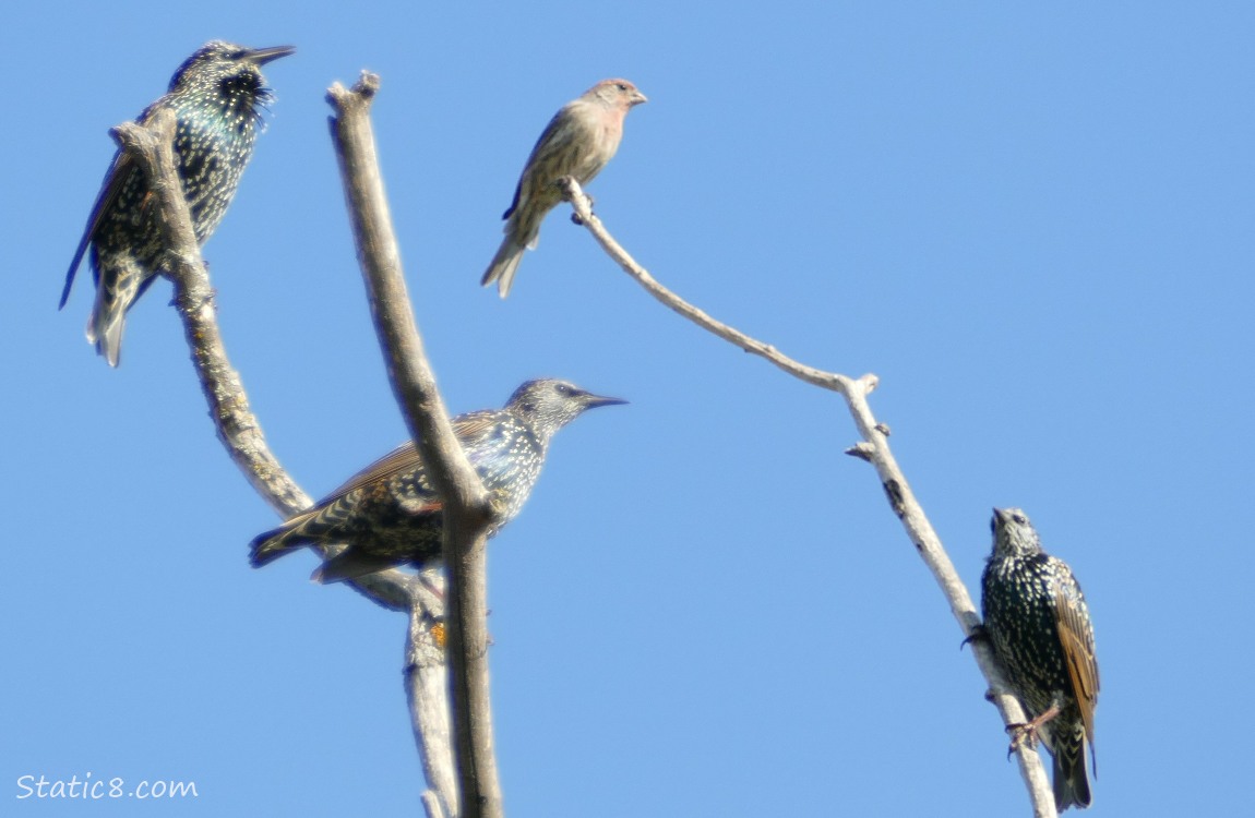 Three European Starlings and a House Finch standing on sticks in front of blue sky