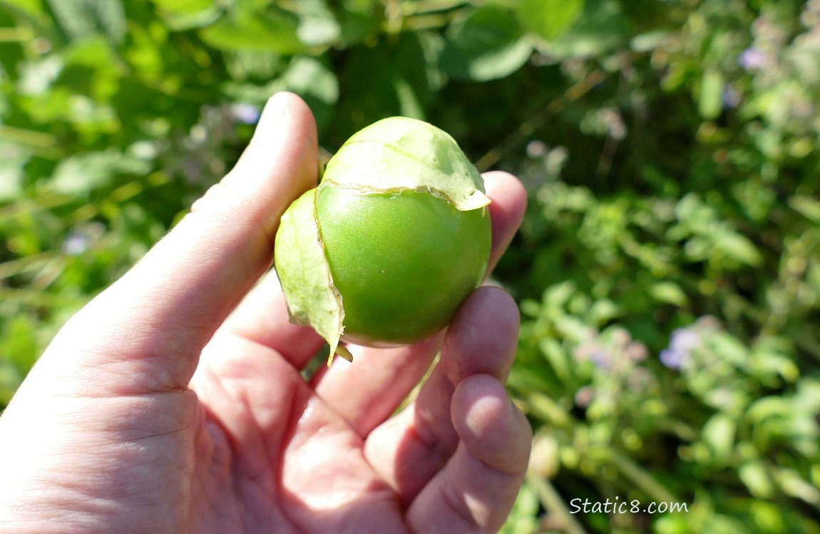 Tomatillo being held in a hand