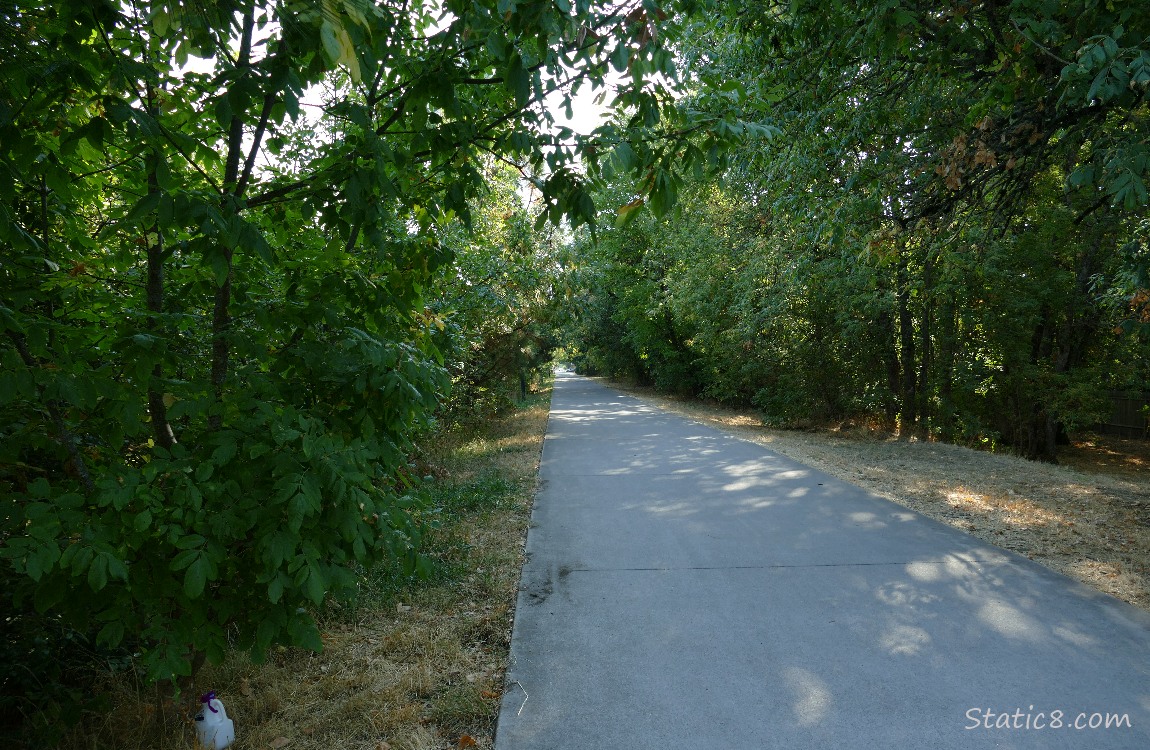 bike path shaded by tree canopy