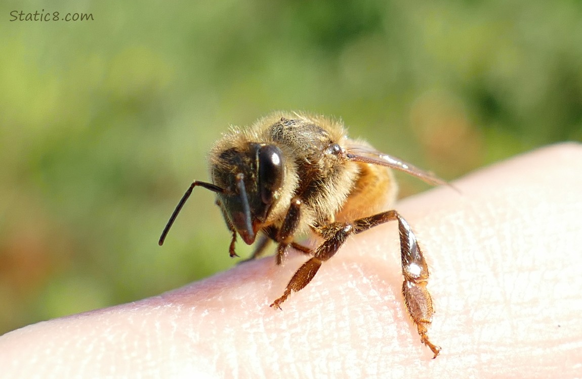 European Honey Bee standing on a hand