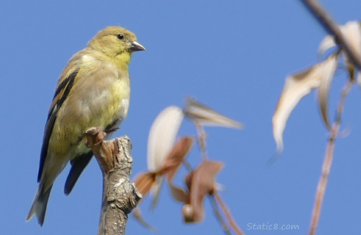 Lesser Goldfinch standing on a twig with the blue sky