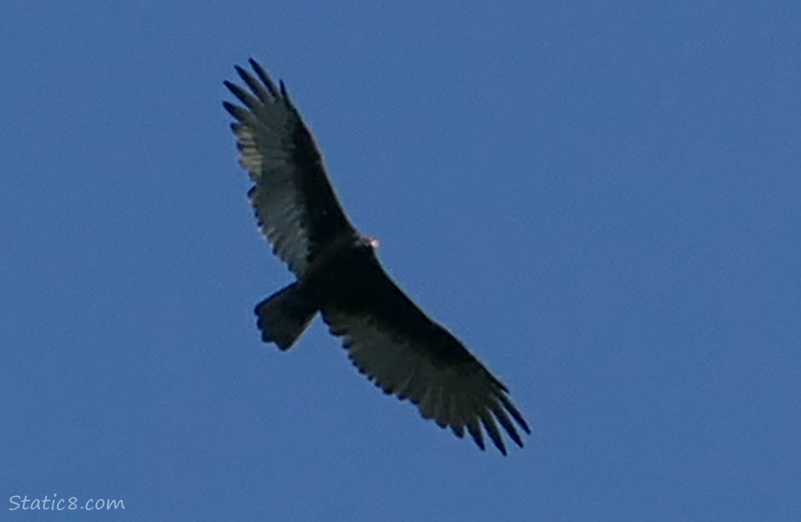 Flying Turkey Vulture and the blue sky