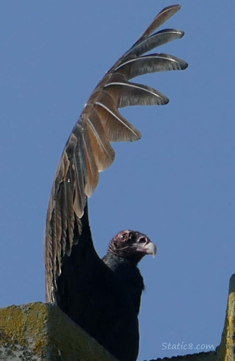 Turkey Vulture with wing held above