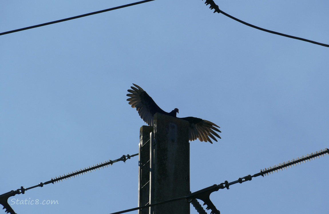 Turkey Vulture, standing on concrete electric pole, in sun worship mode