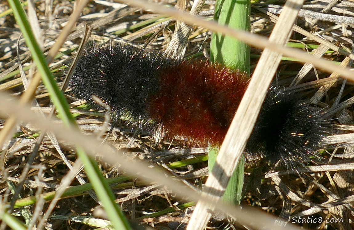 Woolly Bear Caterpillar in the grass