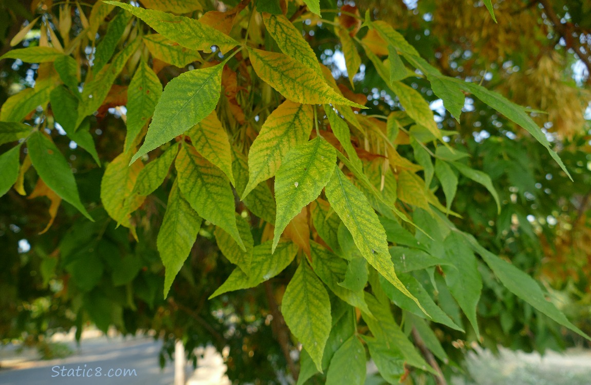 Ash tree leaves changing colours