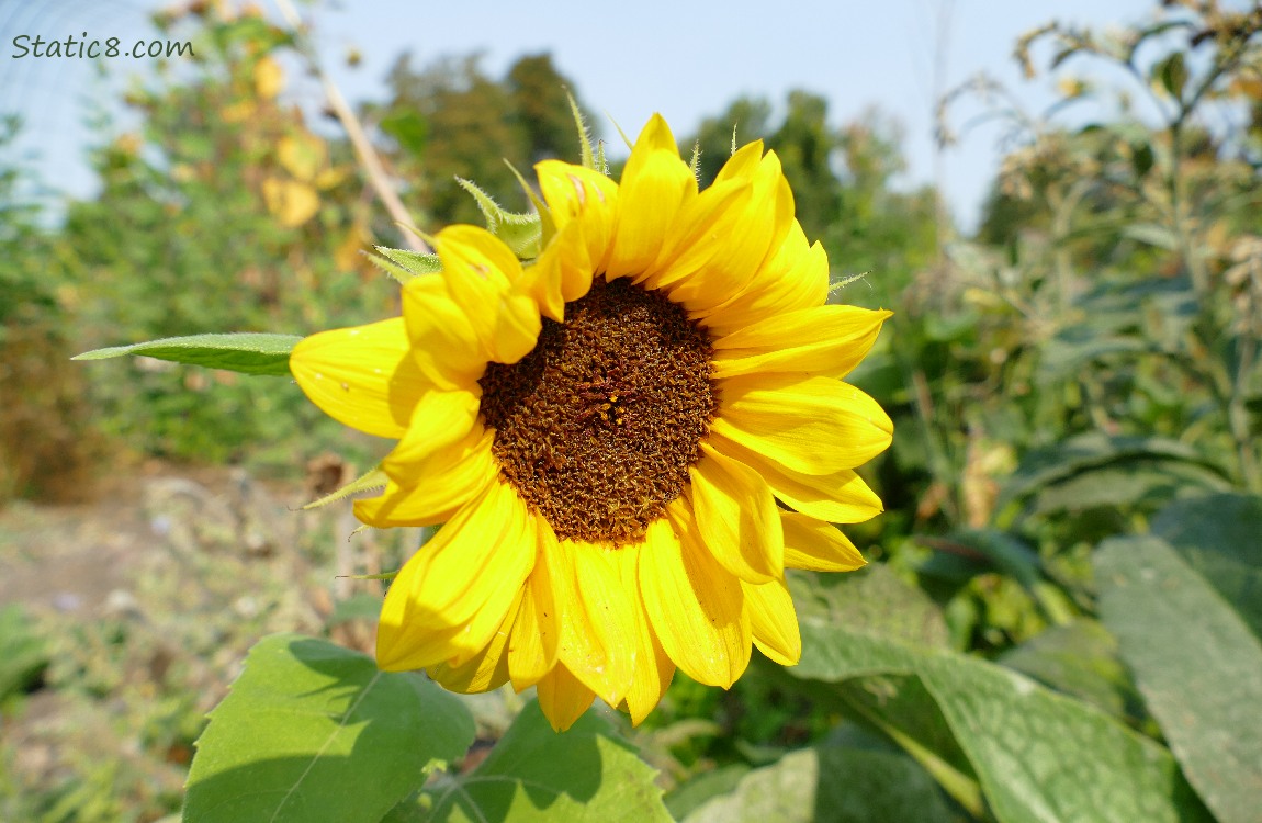 Sunflower bloom in the garden