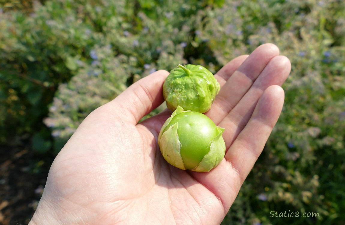 Hand holding two ripe Tomatillos